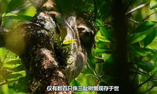 《地球脉动2》豆瓣满分10分的神作,看完我给11分