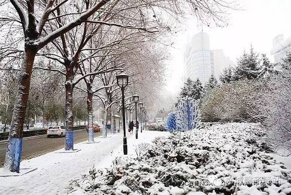 哈尔滨下雪了,家门口遛弯赏雪随拍