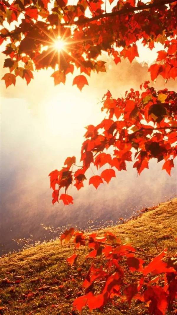 香山的一片红叶,让北京变成了北平,美到心醉
