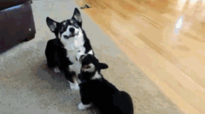 小短腿是怎样的一种体验?