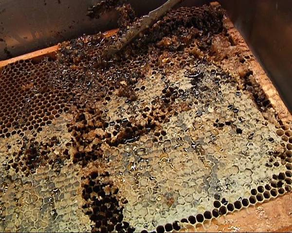 蜂蜜,蜂胶,蜂蜡分别是蜜蜂的什么?