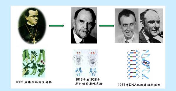 图片中的第一个人,孟德尔是基因的发现者,在1865年孟德尔的豌豆实验