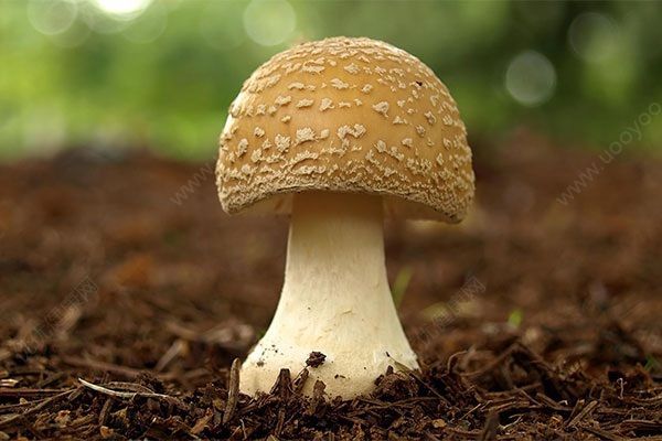 a1vonu7936128987974.jpg