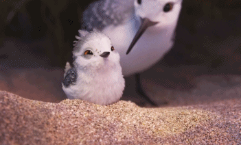 【短片长看】海浪的泡沫,沙粒的质感,小鸟的羽毛,这个