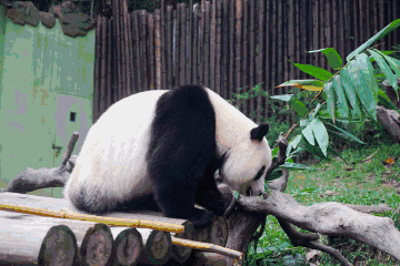 壁纸 大熊猫 动物 360_240 gif 动态图 动图