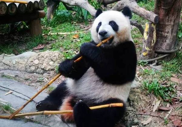 全球唯一大熊猫三胞胎 卖萌耍宝挡也挡不住