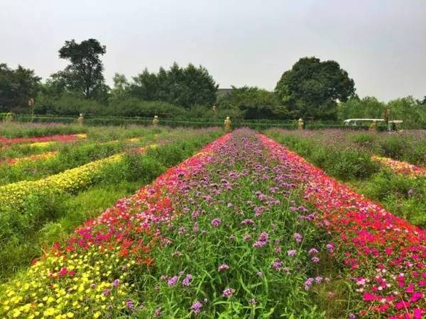 西溪湿地·四季花海  西溪湿地·洪园有一片四季花海,它的神奇之处