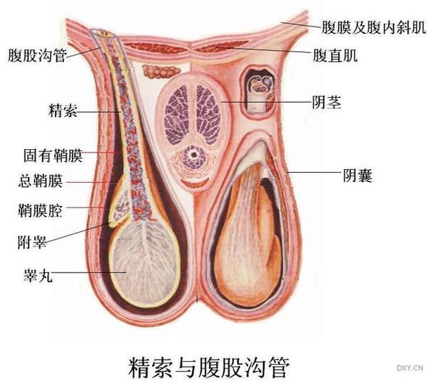 前缘游离;后缘有血管,神经和淋巴管出入,并和附睾和输精管下段(睾丸部