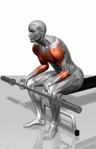 健身必备,各部位肌肉的锻炼动态图解