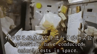 人类究竟可不可以在太空啪啪啪?