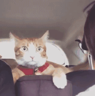 主人带狗和猫出去兜风,喵汪的表情成鲜明对比!