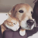 主人带狗和猫出去兜风,喵汪的表情成鲜明对比!