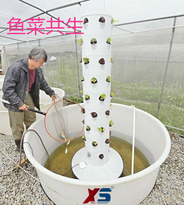 鱼菜共生塑料桶养殖桶催芽桶周转箱pe桶迅升方箱