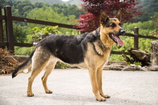 超受欢迎的工作犬——德国牧羊犬