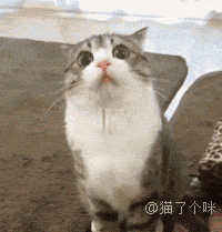 一只猫,发起神经来谁也拦不住 我擦,朕怎么出不去了啊?