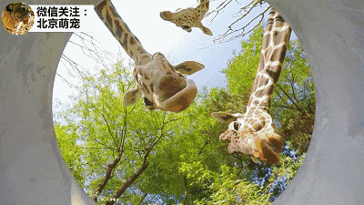 德国动物园在水泥管中放摄影机,拍下动物们偷看的超萌