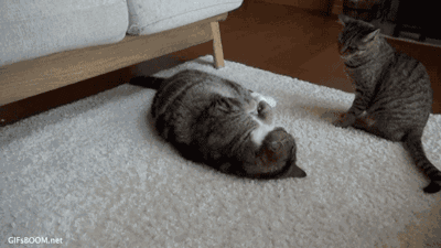 点击上方↗ ↑↑↖ 进入关注 盒子猫maru家庭另一只小猫咪hana 小