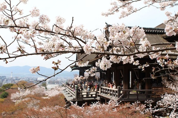 日本京都樱花道