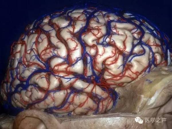【解剖】脑组织解剖图 超逼真 !