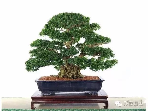 翠米茶盆景作品