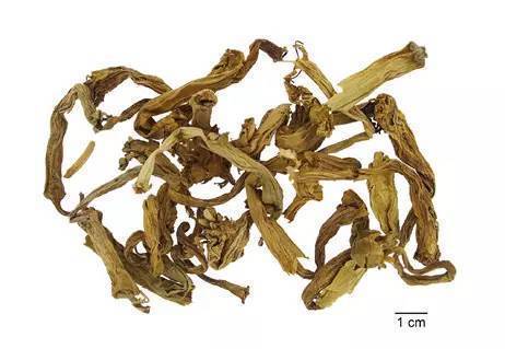 坚持每天最少记一味中药—洋金花 | 第32天?