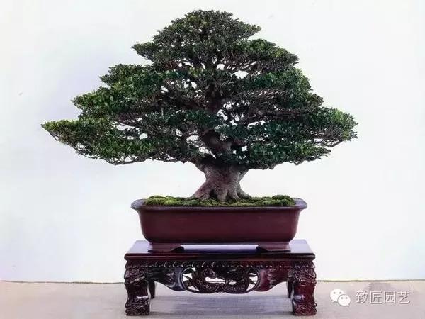 翠米茶盆景作品