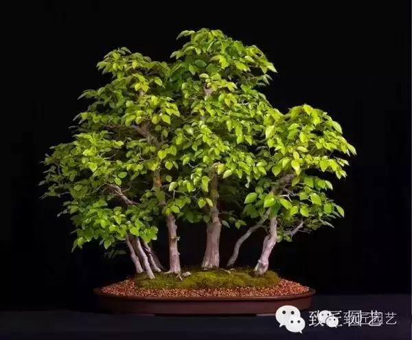 鹅耳枥