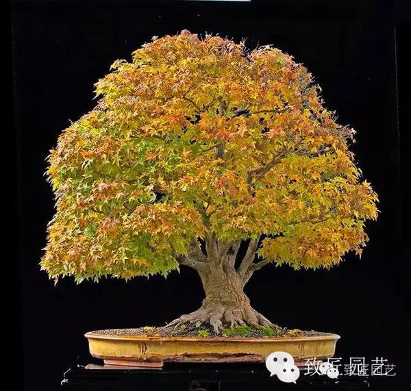 枫树新枝较长而柔软,可蟠扎成多种款式的盆景,常见的有直干式,斜干式