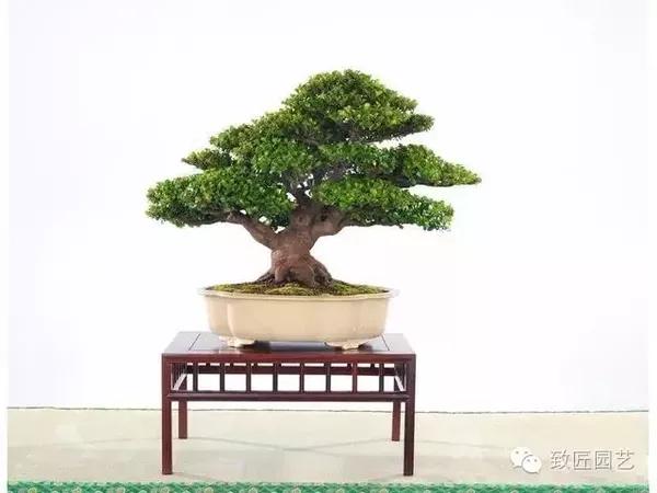 翠米茶又名米碎茶,米碎花,自然状态下树冠多平展,树姿优美,枝叶浓密