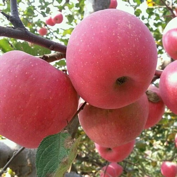 【苹果,幼树,养分吸收】