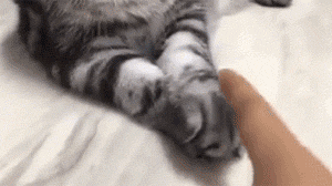 猫奴手欠,一只拨弄着猫猫的爪子,最后把镜头拉远.