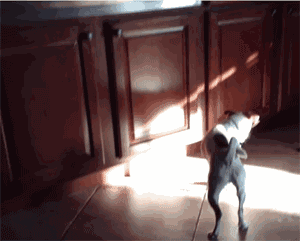 逗狗三大杀器:镜子,影子,激光笔