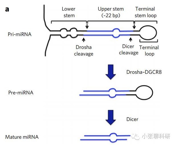 microrna定位上从细胞核到胞浆,这个过程就是microrna的转运定位