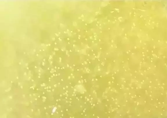 蜜蜡不透明的原因在于内里的多极小的,密密麻麻的气泡,当光线穿过蜜蜡