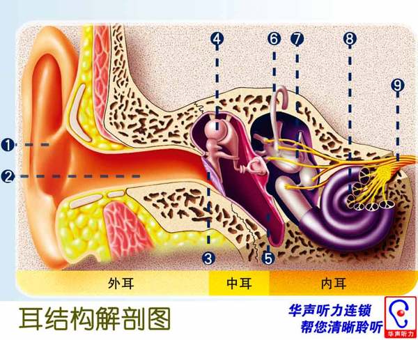耳朵结构解剖图!耳朵的内部结构是什么样的?