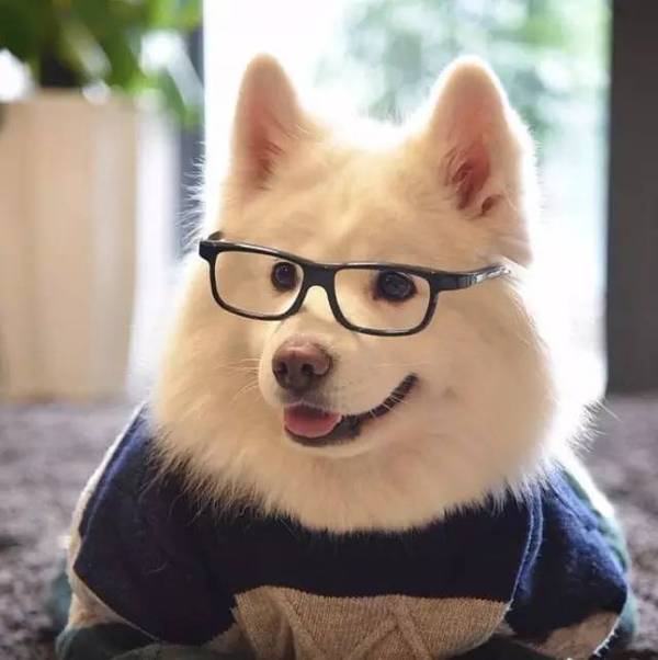 狗到底爱不爱我猜成语_看图猜成语