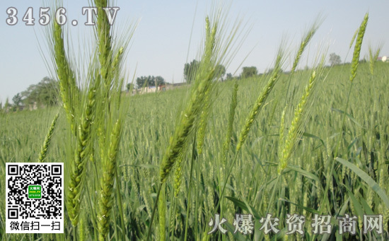 a6caoj424139988734.jpg