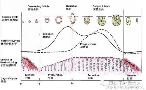 月经周期分为卵泡期,排卵期,黄体期和月经期,在这4个时期内基础体温