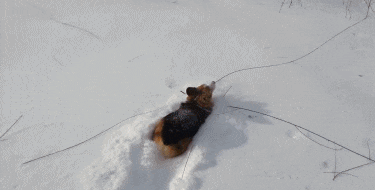 有一种惆怅, 叫雪地里的柯基