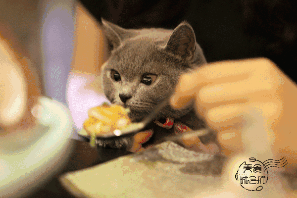 壁纸 动物 猫 猫咪 小猫 桌面 600_400 gif 动态图 动图