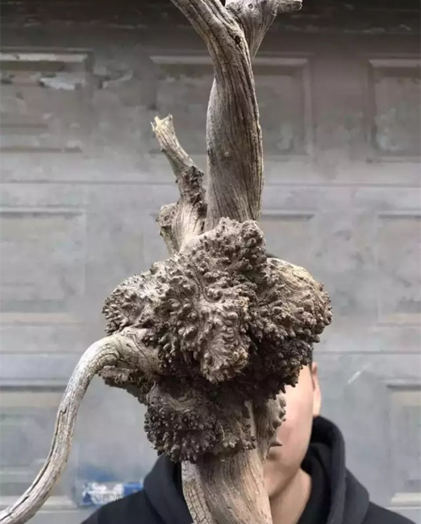 崖柏精品瘤料,来看看崖柏瘤疤原木的样子!