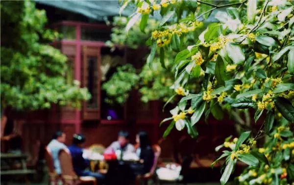 没有秋天的桂花v背景,浸润背景高中像杭州,被等待在浓郁的桂香里.城市辅导班一座图图片