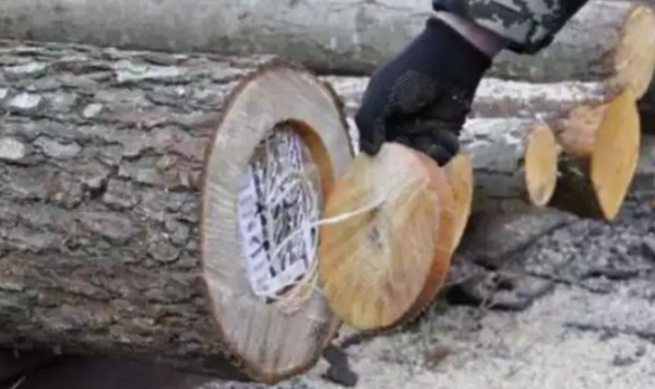 木头里的东西震惊了所有人,原来木材中心竟然全部被掏空,里面装满了