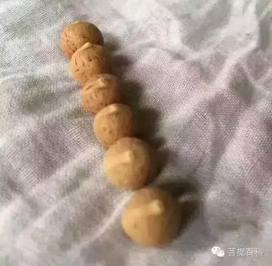文玩市场上早熟籽的危害,你知道吗?