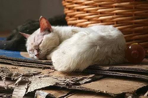 怎样抓流浪猫 a647m61999845576325.jpeg