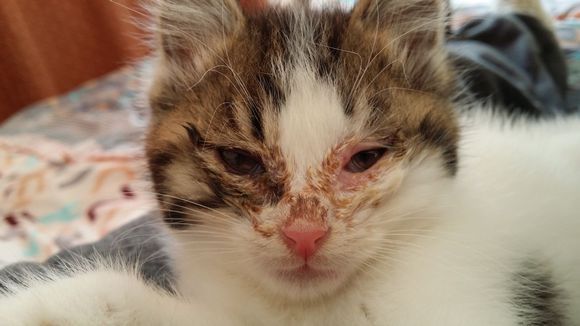 如何治疗猫疱疹性结膜炎?配合猫胺膏治疗效果好