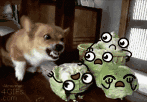 (reallifedoodles.reddit.