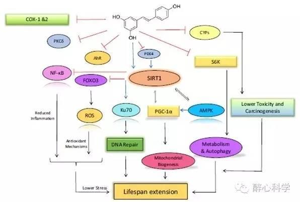 但是,关于白藜芦醇如何调控sirt1蛋白的功能,尚存在一些争议,科学界