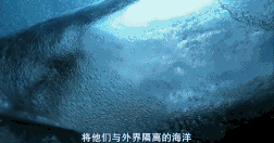 的野生生态的片子,它的每一格画面都美到极致,随手一张截图就能做桌面