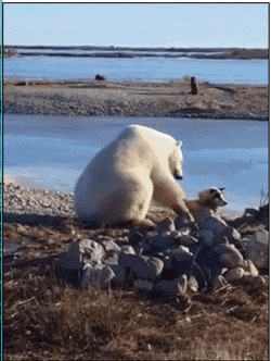 太暖了,北极熊对哈士奇完成